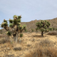 Illustration for article titled Taking A Guided Hummer Tour Of Joshua Tree Was A Highlight Of My Vacation